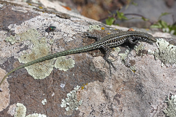 lucertola tirrenica (Podarcis tiliguerta) presente esclusivamente in Sardegna e Corsica