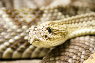 Rattlesnake close-up