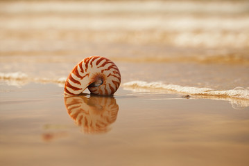  British summer  beach with nautilus pompilius sea shell