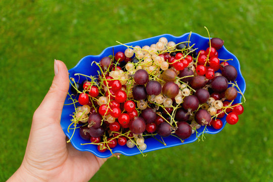 Frisch gepfl&uuml;ckte prachtvolle Beeren in einer blauen Schale