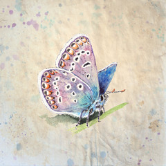 Copper-butterfly (Lycaenidae) realistic, vintage style watercolor illustration on textured grunge background. Beautiful blue butterfly sitting on a grass.