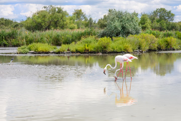 wild flamingo birds in the lake in France, Camargue, Provence
