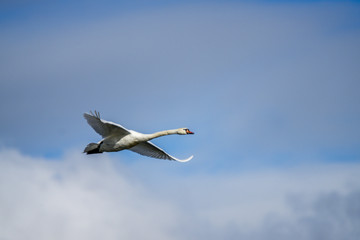 Obraz premium Wandern, Entdecken, Orchideen, Pflanzen, Natur, Sonnenuntergang