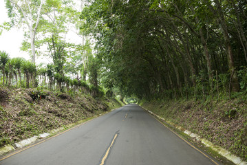 Obraz premium Tropical rubber plantation Background in Retalhuleu, Guatemala. Hevea brasiliensis.