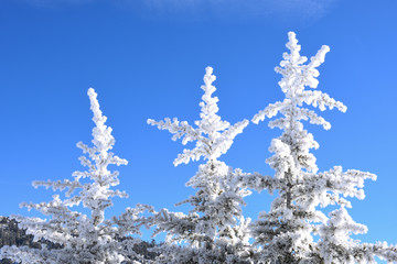 snowflakes on the tip of the tree