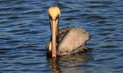 Pelican staring, Mayport, Jacksonville, Florida