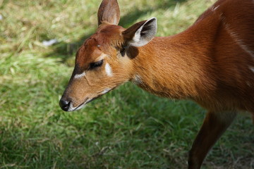 Fototapeta premium シタツンガ
