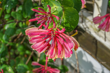 Pink and White Flower with Dew Droplets