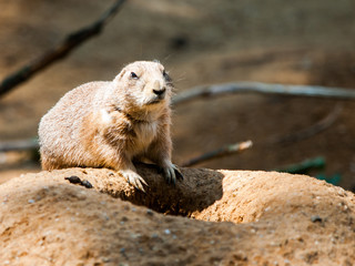 Prairie dog rodent on a dry dusty ground. USA, North America.