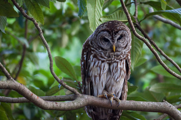Allison's Owl