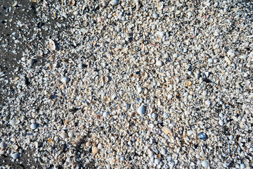 group of white sea shells on beach