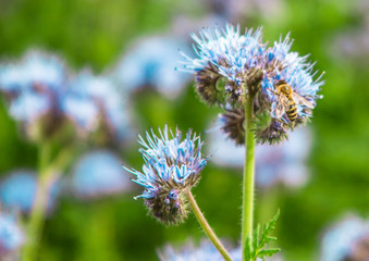 луговые цветы, фацелия, пчела на цветке
