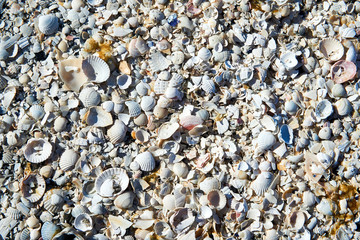 group of white sea shells on beach