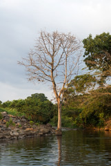 Tree on water in Cuyotenango, Guatemala