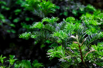 Green branches of pines in the botanical garden of Yalta, Crimea