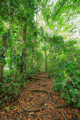 Path in lush rainforest