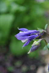 цветок фиолетовый