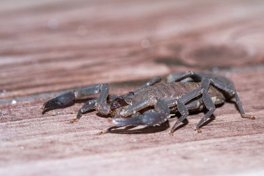 scorpion in Costa Rica