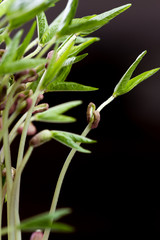 green soybean sprouts