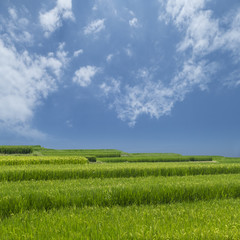 beacutiful sunny day with sea, flower of paddy