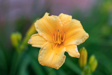 Fototapeta premium Yellow Daffodil Flower