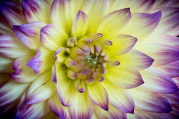 Close up of a yellow and purple dahlia flower.