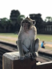 Monkey 1