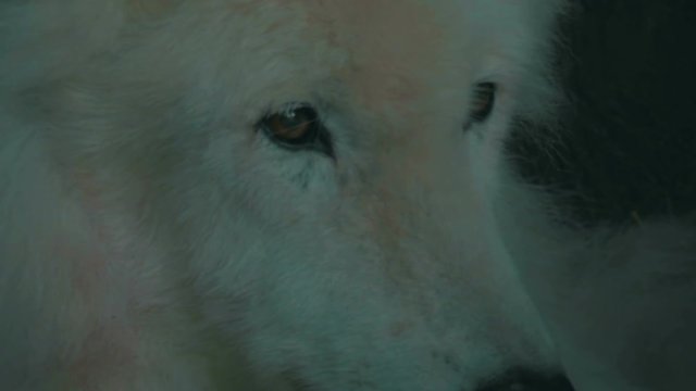 Extreme closeup of a white wolf.