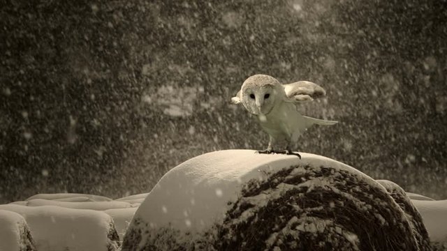 Portrait of an Owl in a slow motion.
