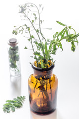 Fresh medicinal herbs in glass on white background