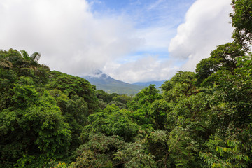 Lush rainforest canopy view