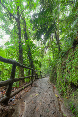 Path in lush rainy rainforest