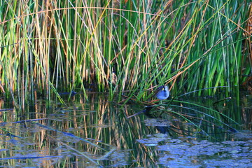 gallinule