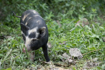 Ossabaw Island hog