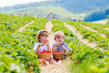 Two little sibling boys on strawberry farm in summer