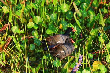 gallinule