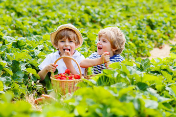 Two little sibling boys on strawberry farm in summer