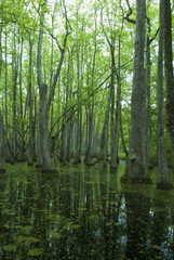 Cypress Swamp, Natchez Trace, MS