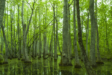Fototapeta na wymiar Cypress Swamp, Natchez Trace, MS