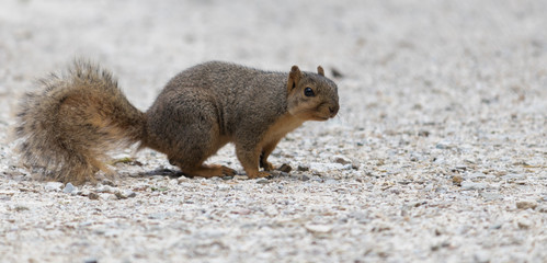 squirrel
