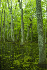 Cypress Swamp, Natchez Trace, MS
