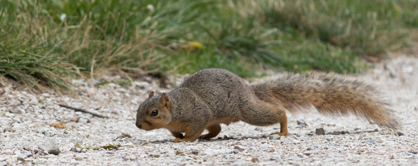 squirrel