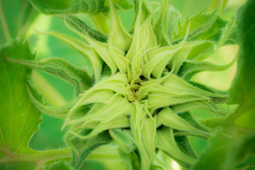 Obraz premium sunflower closeup