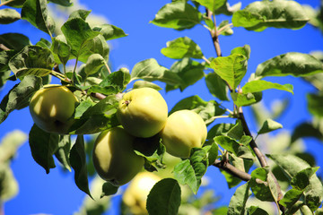 Apples on tree