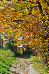 Fall's colorful trees