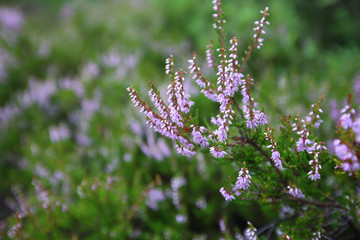 Flowering heather plant