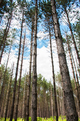 Fototapeta premium Forest