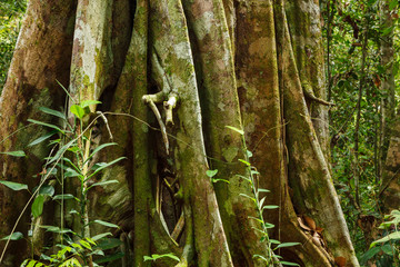 Buttress tree roots in rainforest