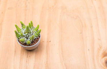 Cactus in pot on wood background.