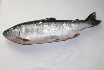 salmon, fish, food, silver, scales, seafood, pink salmon, fish tail, coho salmon, chum salmon, sea fish, sima